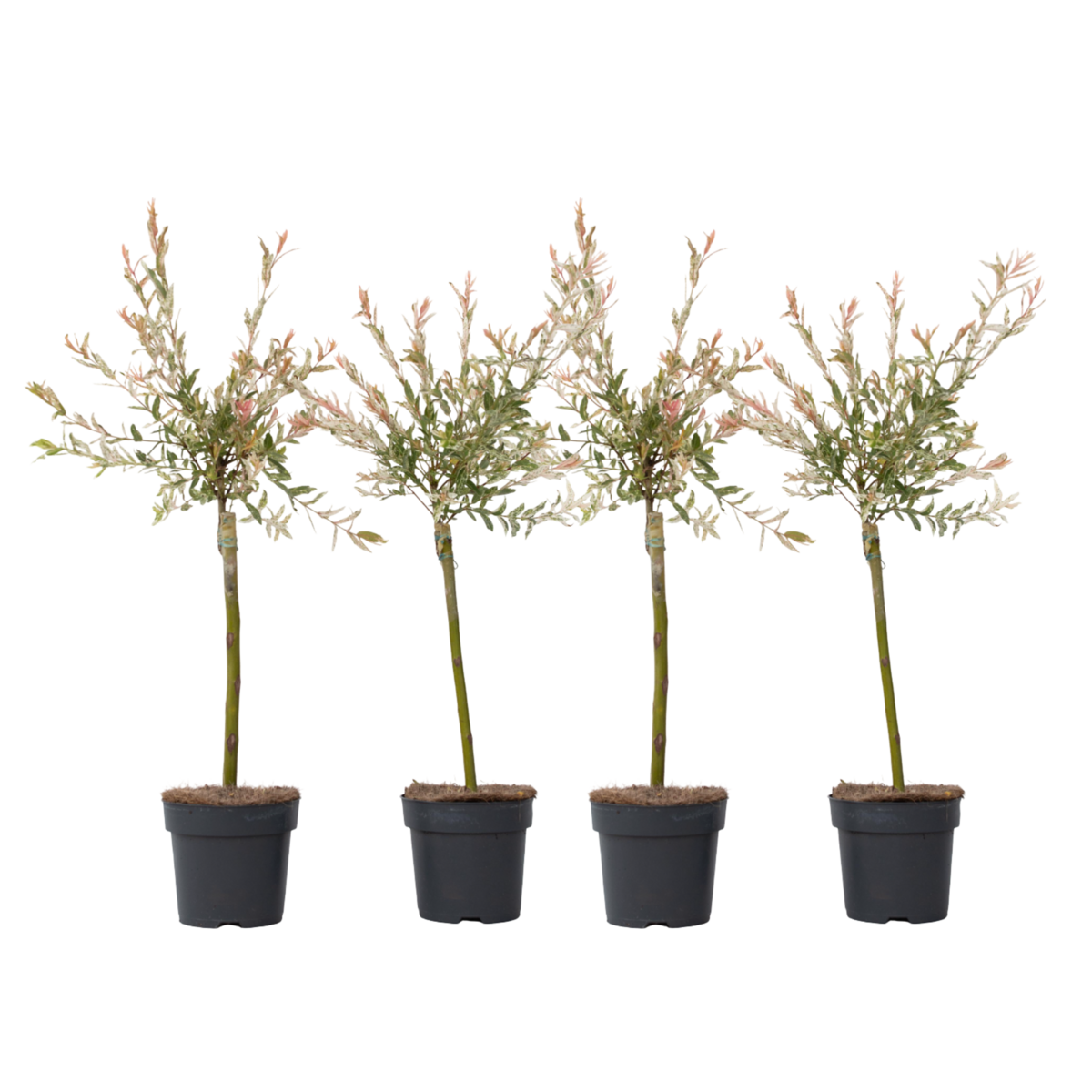 PLANT IN A BOX Saule crevette - Set de 4 - Salix integra 'Flamingo' - Hauteur 60-80cm - ⌀17cm