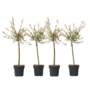 Voir la diapositive 1 : PLANT IN A BOX Saule crevette - Set de 4 - Salix integra 'Flamingo' - Hauteur 60-80cm - ⌀17cm