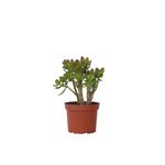 PLANT IN A BOX Arbre de jade - Crassula ovata 'Minor' - Hauteur 30-35cm - ⌀17cm