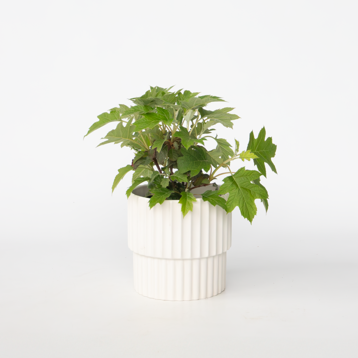 PLANT IN A BOX Hortensia - Hydrangea paniculata 'Toy Soldier' - Hauteur 25-40cm - ⌀19cm