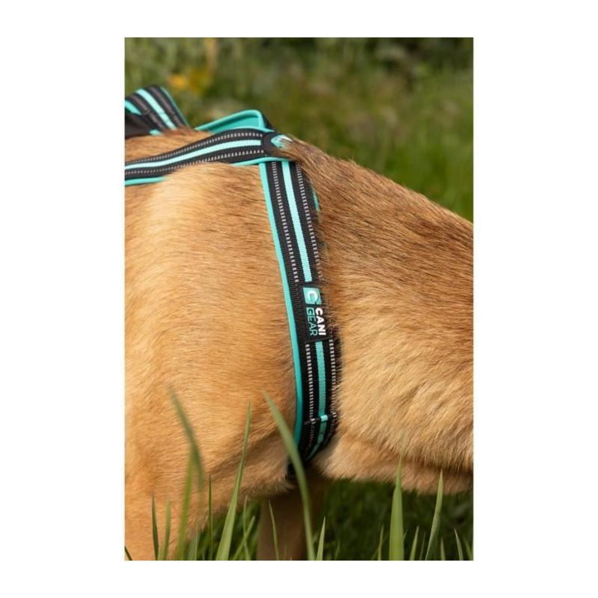 Harnais de traction pour chien - OLYMPIA - XS - Type X-back - Bleu