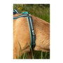 Voir la diapositive 3 : Harnais de traction pour chien - OLYMPIA - XS - Type X-back - Bleu