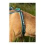 Voir la diapositive 3 : Harnais de traction pour chien - OLYMPIA - XS - Type X-back - Bleu