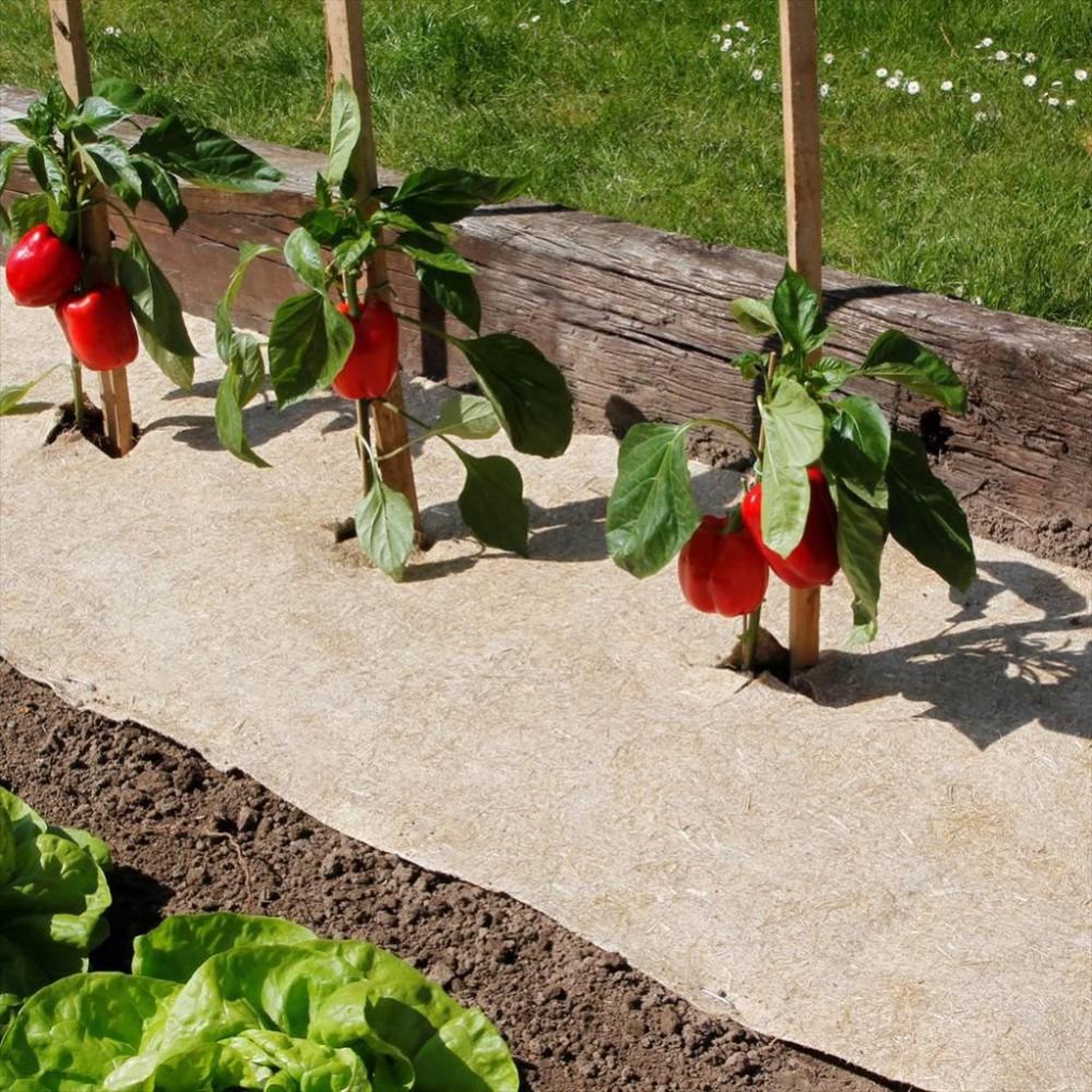 Nortene Paillage naturel 75 x 500 cm - pour jardin et potager 100% biodégradable - 500 g/m2