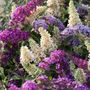 Voir la diapositive 4 : PLANT IN A BOX Arbre à papillons - Set de 6 - Buddleja davidii - Hauteur 25-40cm - ⌀9cm
