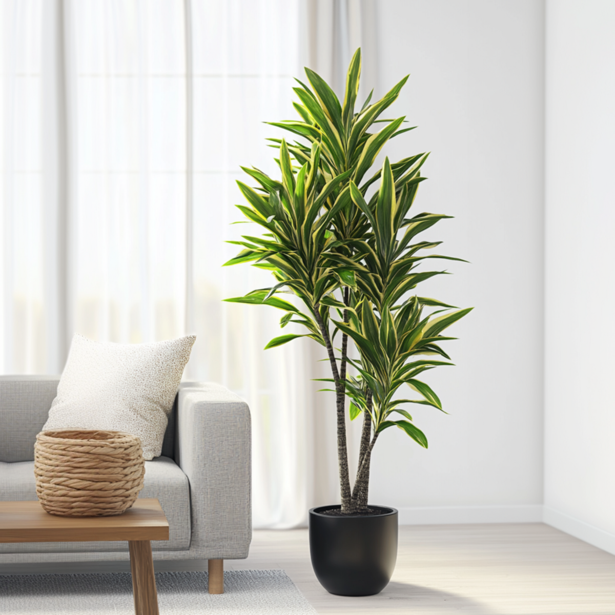 PLANT IN A BOX Dragonnier - Dracaena fragrans 'Cintho' - Hauteur 140-150cm - ⌀24cm