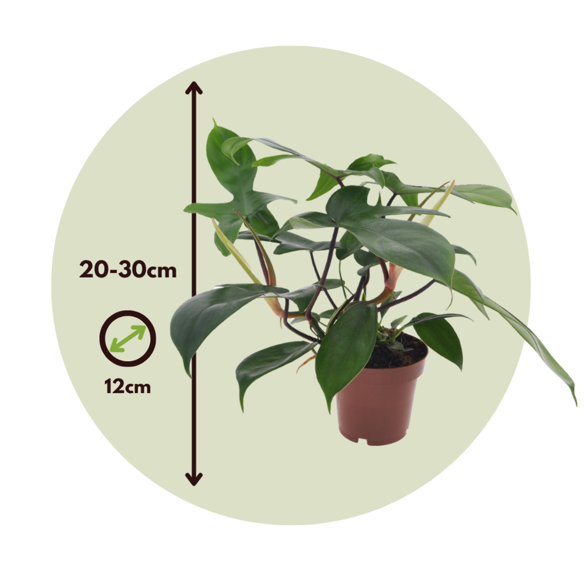 PLANT IN A BOX Plante verte - Philodendron 'Florida Green' - Hauteur 20-30cm - ⌀12cm