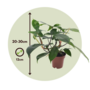 Voir la diapositive 2 : PLANT IN A BOX Plante verte - Philodendron 'Florida Green' - Hauteur 20-30cm - ⌀12cm