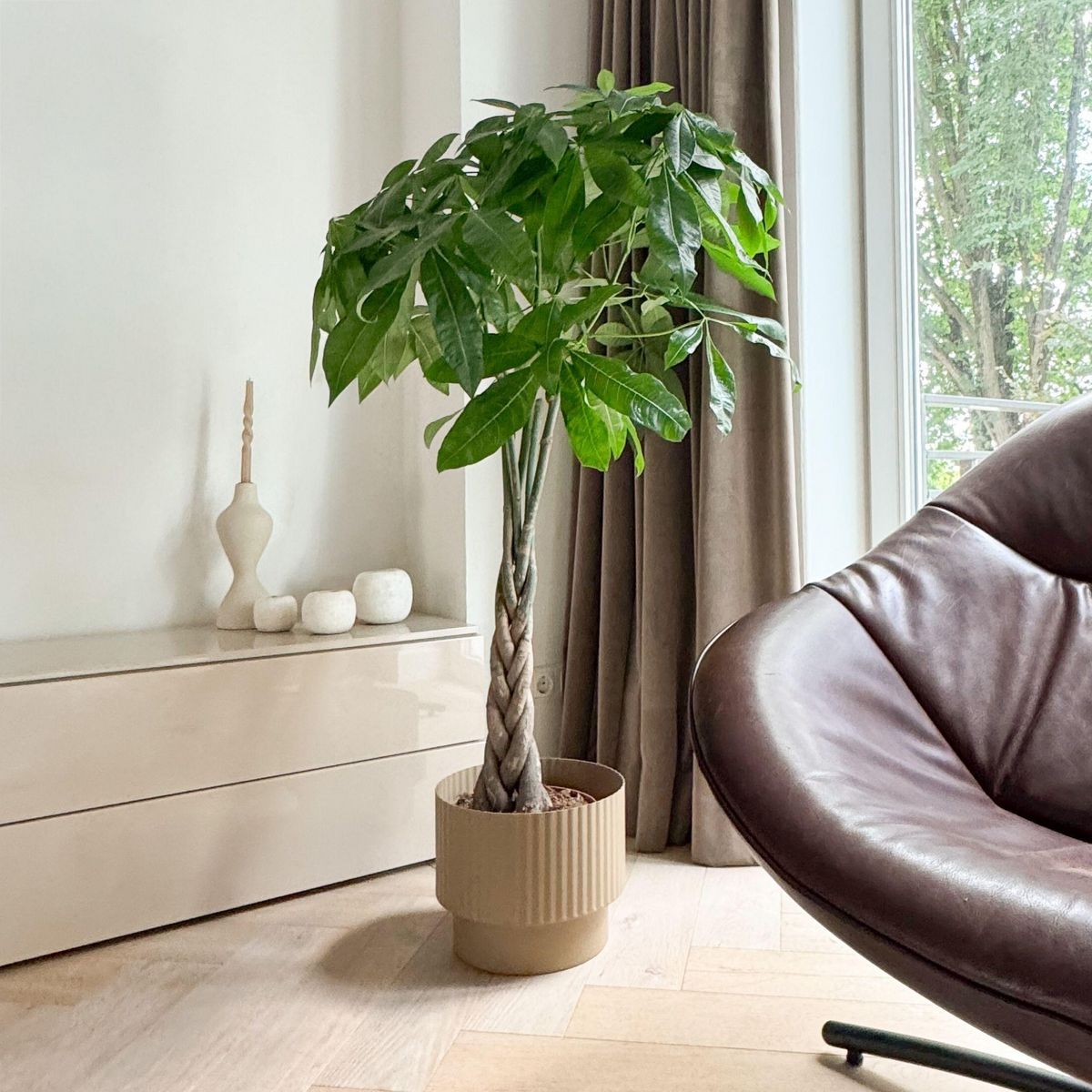 PLANT IN A BOX Arbre à argent - Pachira aquatica - Hauteur 100-120cm - ⌀24cm