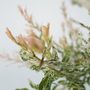 Voir la diapositive 3 : PLANT IN A BOX Saule crevette - Set de 4 - Salix integra 'Flamingo' - Hauteur 60-80cm - ⌀17cm