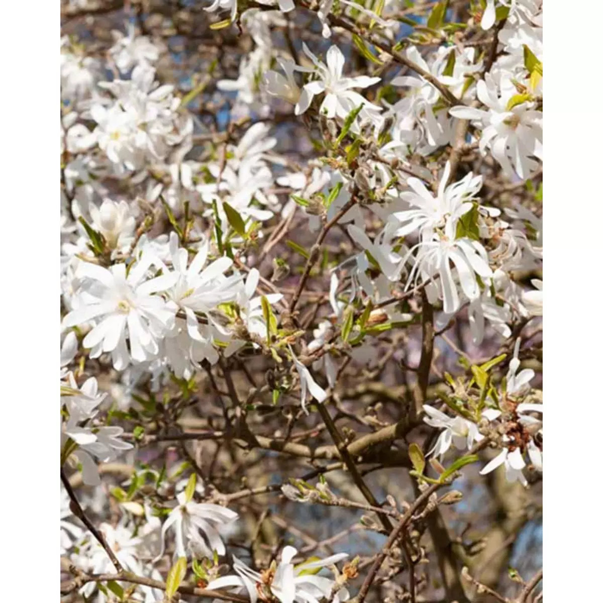  Magnolia stellata Royal Star - Le pot / 2L / Hauteur livrée 30-40cm - Willemse