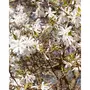  Magnolia stellata Royal Star - Le pot / 2L / Hauteur livrée 30-40cm - Willemse