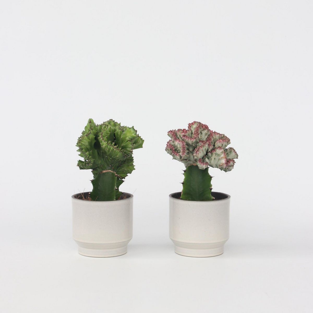 PLANT IN A BOX Mélange d'euphorbes - Set de 2 - Euphorbia 'Lactea' - Hauteur 25-30cm - ⌀12cm