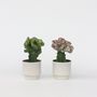 Voir la diapositive 6 : PLANT IN A BOX Mélange d'euphorbes - Set de 2 - Euphorbia 'Lactea' - Hauteur 25-30cm - ⌀12cm