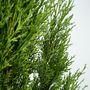Voir la diapositive 3 : PLANT IN A BOX Cyprès toujours vert - Cupressus sempervirens - Hauteur 70-80cm - ⌀19cm