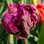 Voir la diapositive 3 : PLANT IN A BOX Tulipe - Set de 14 - Tulipa 'Parrot Negrita' - Bulbes à fleurs - Violet