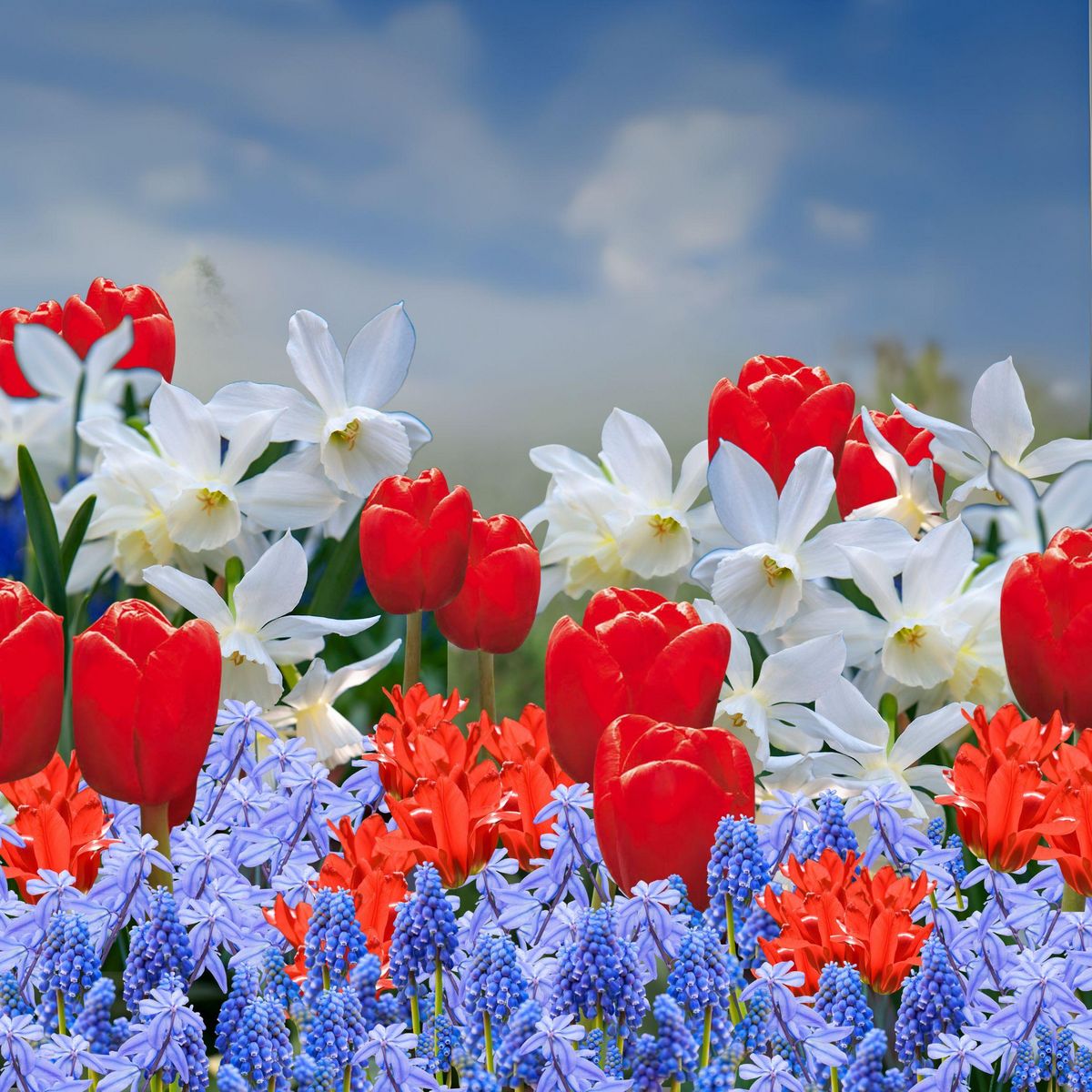 PLANT IN A BOX Mélange de bulbes des Pays-Bas - Set de 250