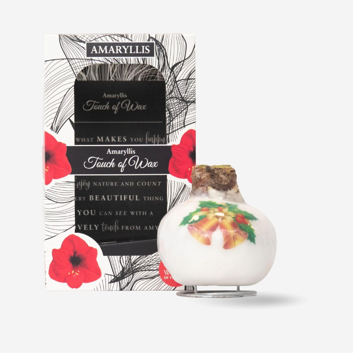 PLANT IN A BOX Amaryllis - Hippeastrum 'Clochettes en Cire de Porcelaine'