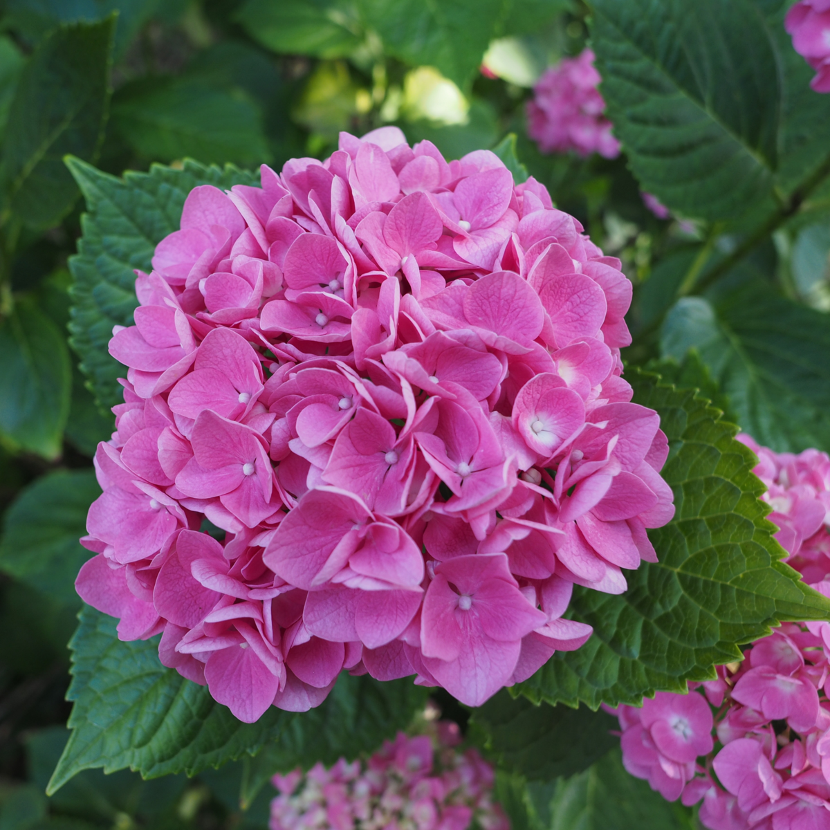 PLANT IN A BOX Hortensia - Set de 3 - Hydrangea macrophylla - Hauteur 25-40cm - ⌀9cm