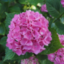 Voir la diapositive 3 : PLANT IN A BOX Hortensia - Set de 3 - Hydrangea macrophylla - Hauteur 25-40cm - ⌀9cm