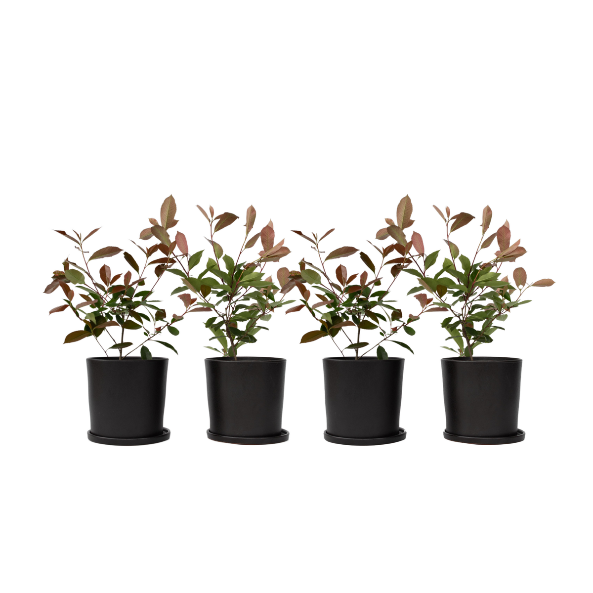 PLANT IN A BOX Feuille de noyer - Set de 4 - Photinia fraseri 'Red Robin' - H30-40cm - ⌀17cm