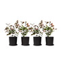 Voir la diapositive 1 : PLANT IN A BOX Feuille de noyer - Set de 4 - Photinia fraseri 'Red Robin' - H30-40cm - ⌀17cm