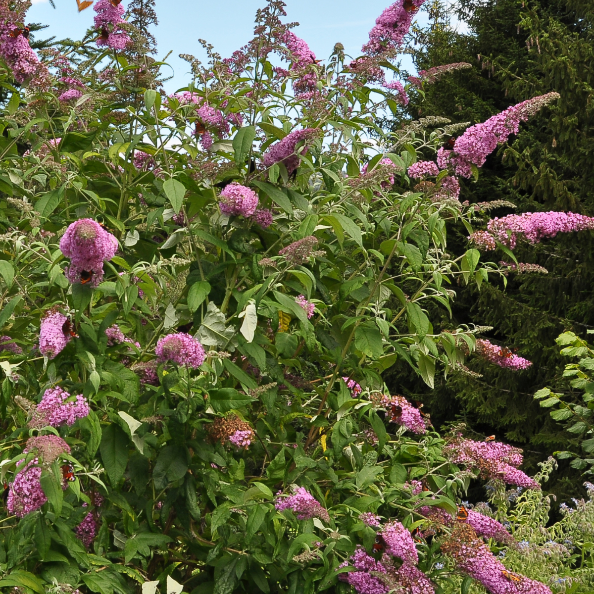 PLANT IN A BOX Arbre à papillons - Set de 3 - Buddleja davidii 'Pink Delight' - H25-40cm - ⌀9cm