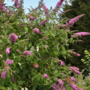 Voir la diapositive 4 : PLANT IN A BOX Arbre à papillons - Set de 3 - Buddleja davidii 'Pink Delight' - H25-40cm - ⌀9cm