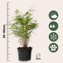 Voir la diapositive 2 : PLANT IN A BOX Bambou Bleu - Set de 6 - Fargesia papyrifera 'Grex' - Hauteur 30-40cm - ⌀13cm