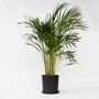 Voir la diapositive 6 : PLANT IN A BOX Palmier areca - Dypsis lutescens - Hauteur 100-120cm - ⌀21cm