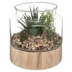 ATMOSPHERA Terrarium en Verre & Bois  Brito  17cm Transparent