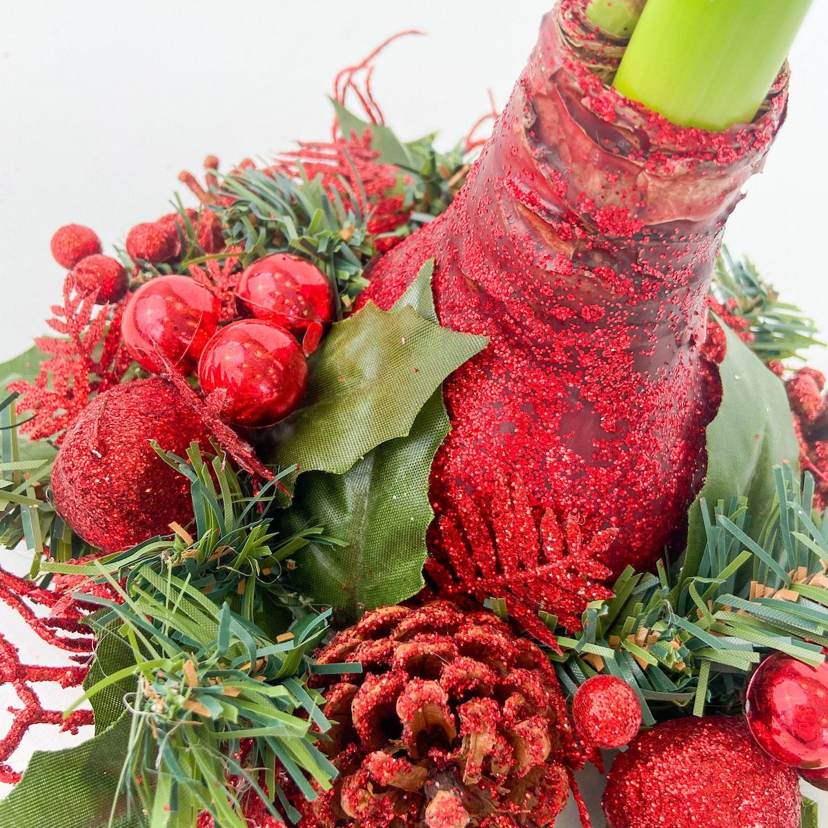 PLANT IN A BOX Amaryllis - Hippeastrum 'Couronne de Noël Mix'