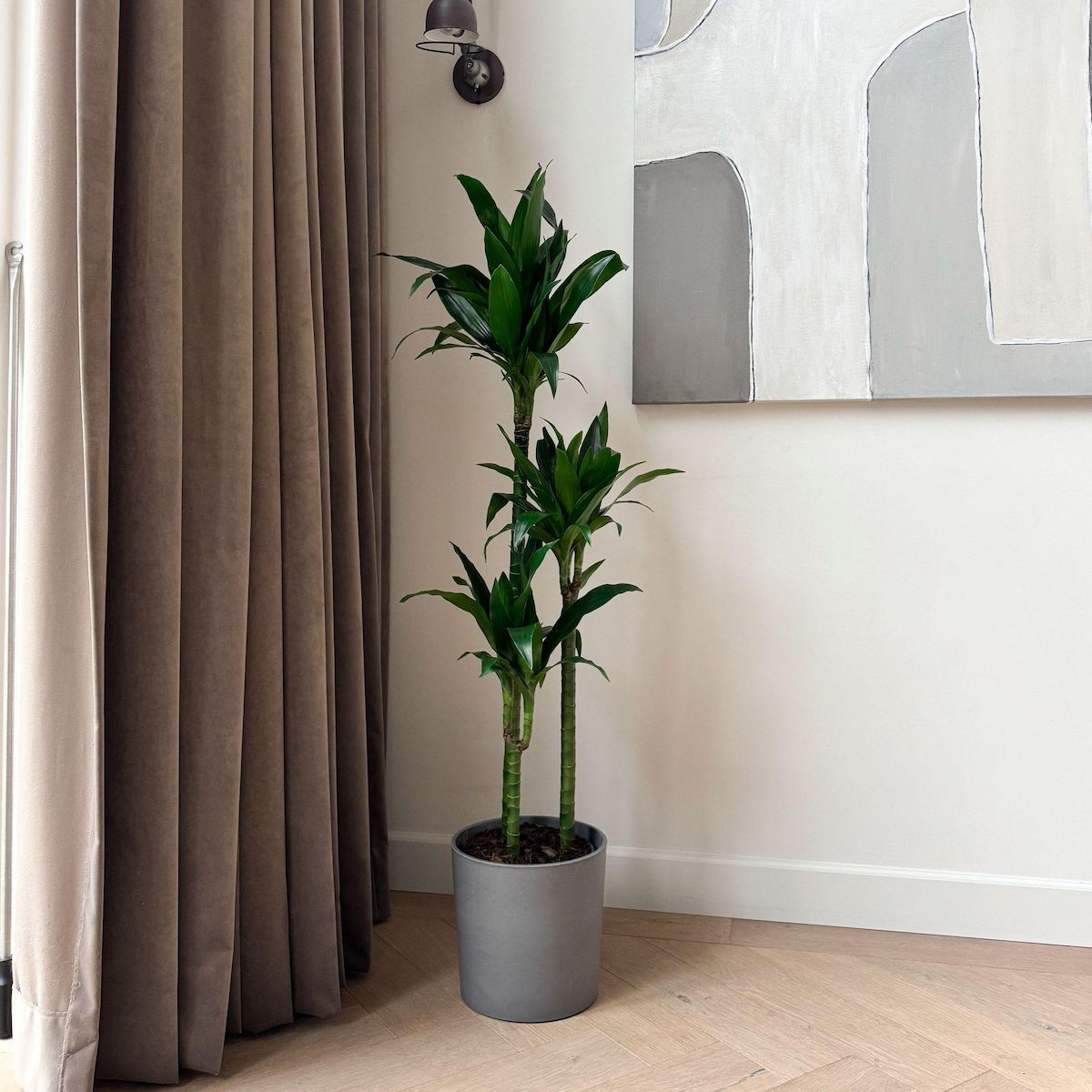 PLANT IN A BOX Dragonnier - Dracaena deremensis 'Janet Craig' - Hauteur 140-150cm - ⌀24cm