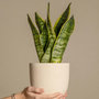 Voir la diapositive 4 : PLANT IN A BOX Langue de belle-mère - Set de 4 - Sansevieria 'Superba' - H35-40cm - ⌀12cm