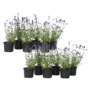 Voir la diapositive 1 : PLANT IN A BOX Lavande vraie - Set de 12 - Lavandula angustifolia - Hauteur 10-15cm - ⌀10,5cm