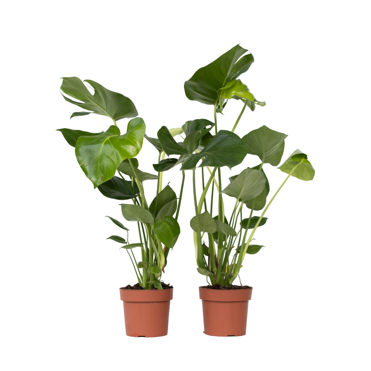 PLANT IN A BOX Plante à trous - Set de 2 - Monstera deliciosa - Hauteur 50-60cm - ⌀17cm