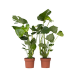 PLANT IN A BOX Plante à trous - Set de 2 - Monstera deliciosa - Hauteur 50-60cm - ⌀17cm