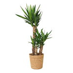 PLANT IN A BOX Pied d'éléphant - Yucca elephantipes - Hauteur 70-80cm - ⌀21cm