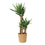 Voir la diapositive 1 : PLANT IN A BOX Pied d'éléphant - Yucca elephantipes - Hauteur 70-80cm - ⌀21cm