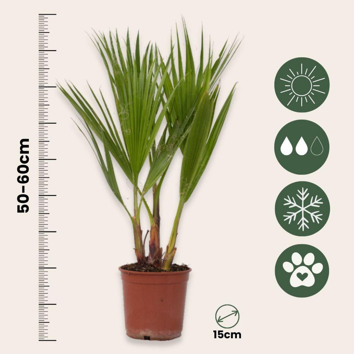PLANT IN A BOX Palmier de Washington - Set de 2 - Washingtonia robusta - H50-60cm - ⌀15cm