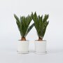 Voir la diapositive 6 : PLANT IN A BOX Sagou du Japon - Set de 2 - Cycas revoluta - Hauteur 45-60cm - ⌀15cm
