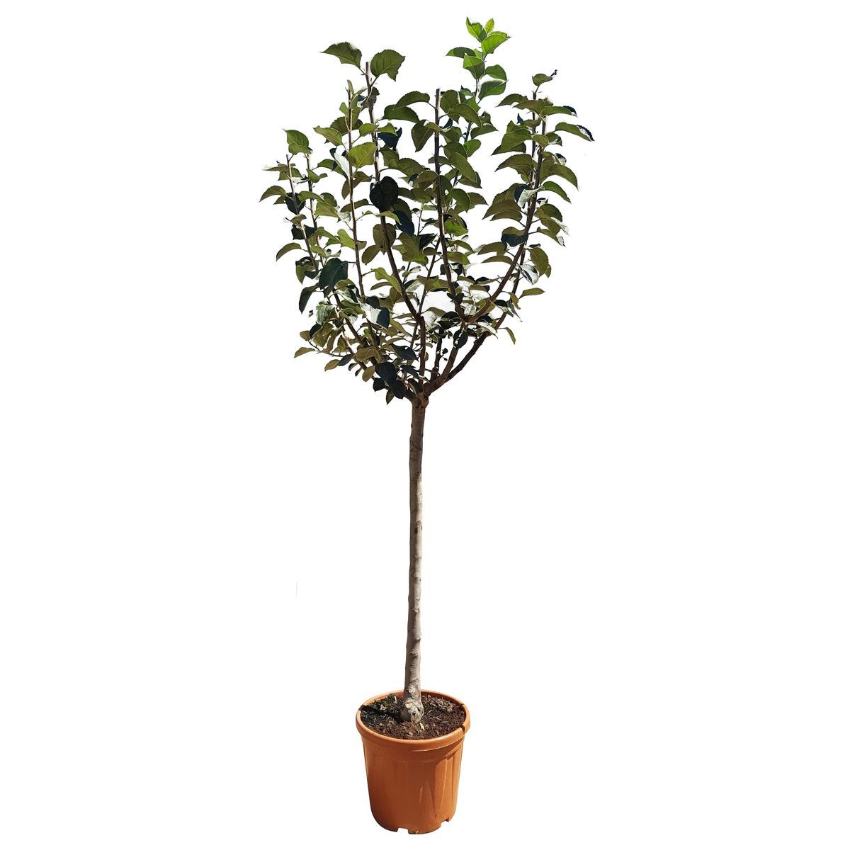 Pommier Fuji Pot 25L1/2 Tige 12/14 Haut. 130/150cm 