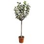 Voir la diapositive 1 : Pommier Fuji Pot 25L1/2 Tige 12/14 Haut. 130/150cm 