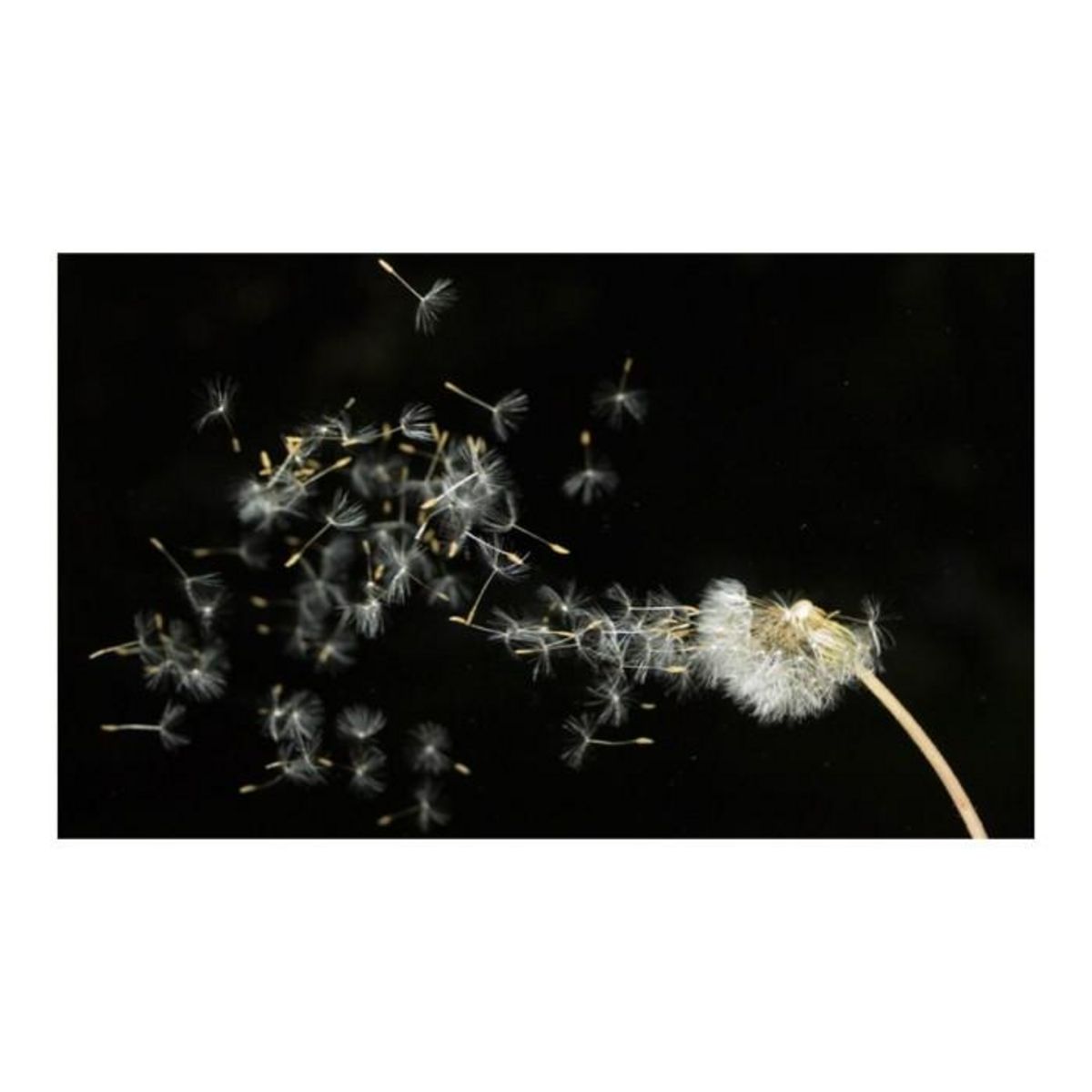 Paris Prix Papier Peint  Graines de Dent de Lion Emportées par le Vent II  270x450cm