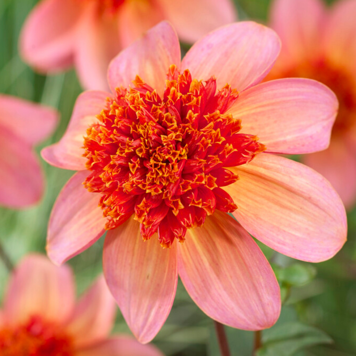 PLANT IN A BOX Dahlias - Set de 3 - Dahlia 'Totally Tangerine' - Bulbes à fleurs - Orange