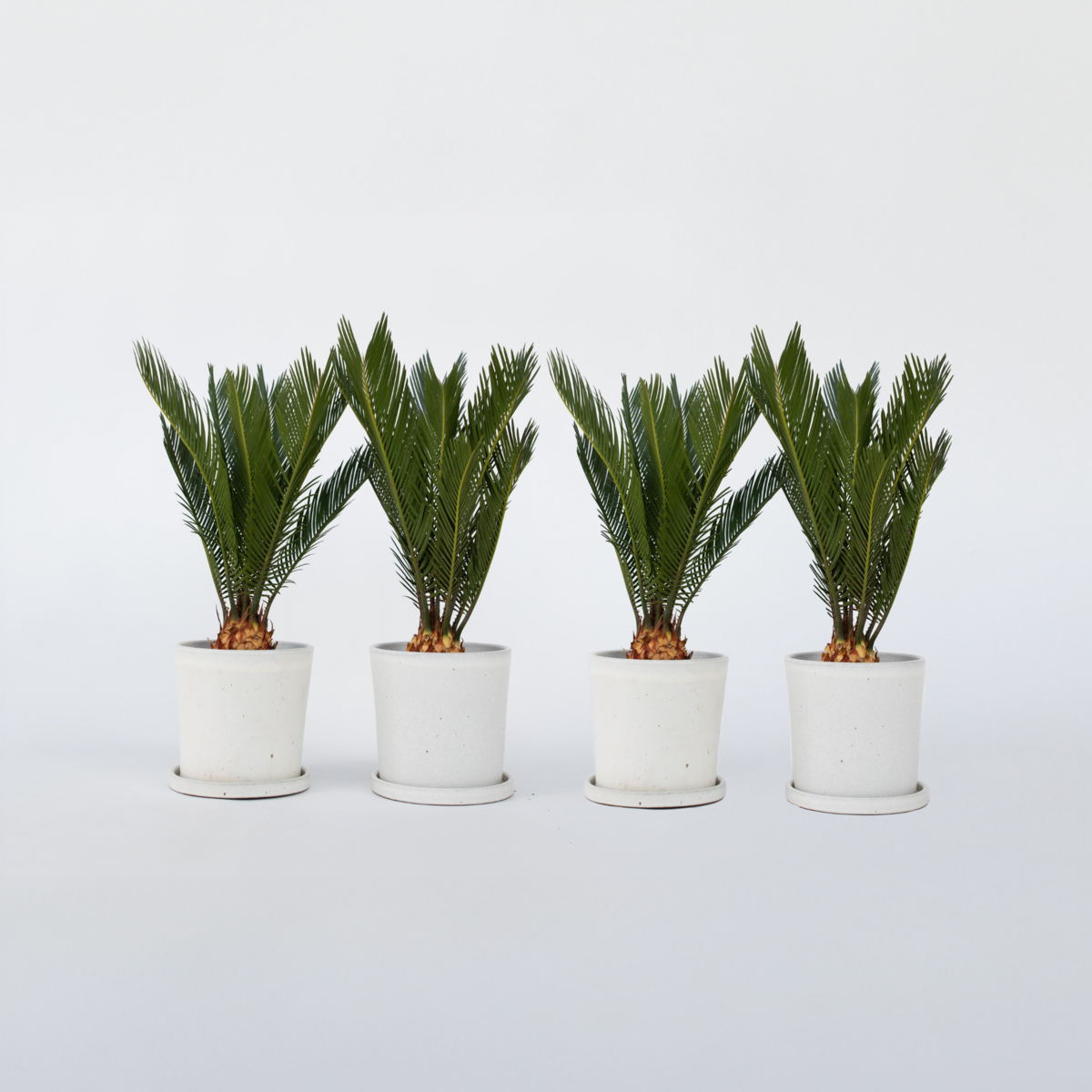 PLANT IN A BOX Sagou du Japon - Set de 4 - Cycas revoluta - Hauteur 45-60cm - ⌀15cm