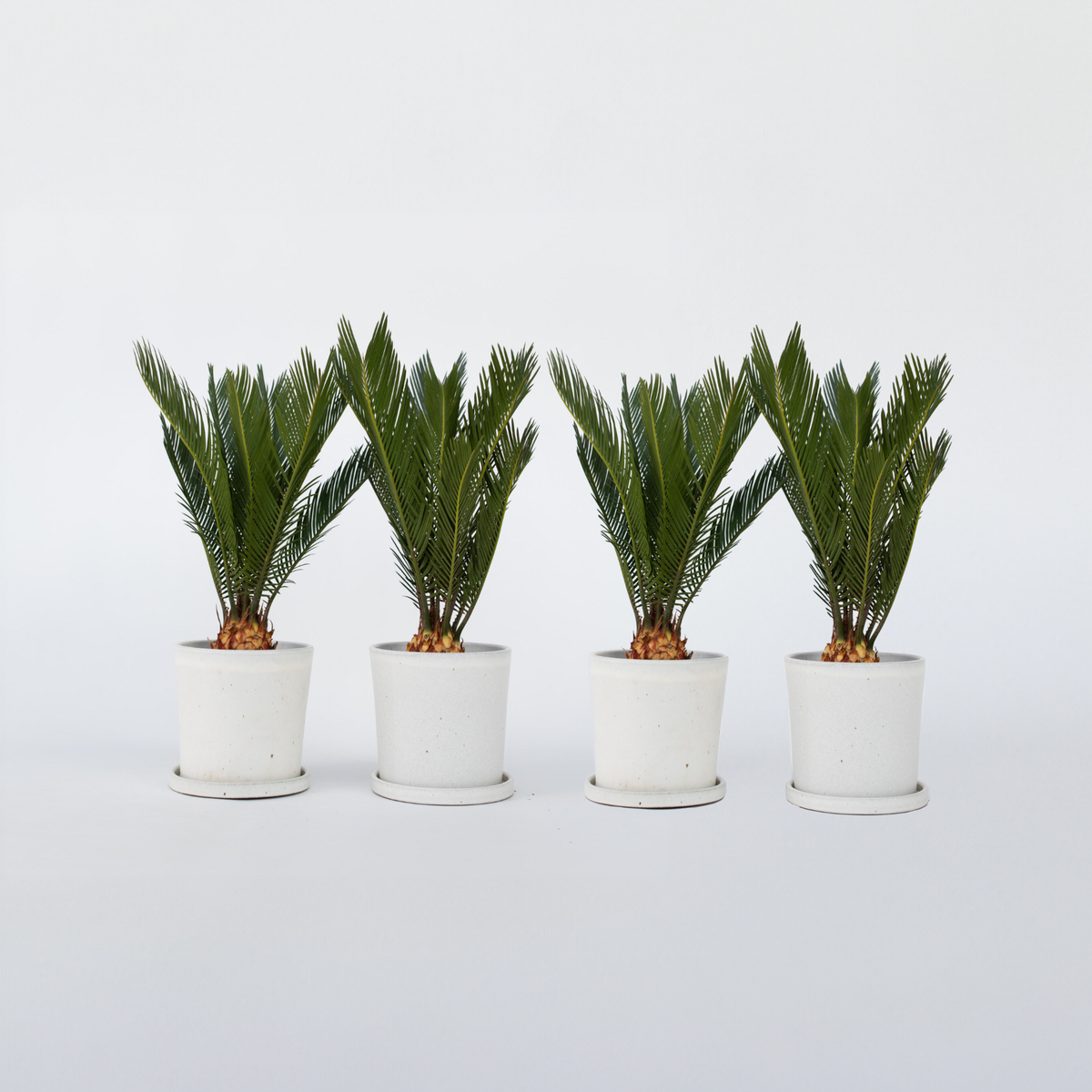 PLANT IN A BOX Sagou du Japon - Set de 4 - Cycas revoluta - Hauteur 45-60cm - ⌀15cm