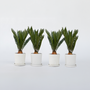 Voir la diapositive 6 : PLANT IN A BOX Sagou du Japon - Set de 4 - Cycas revoluta - Hauteur 45-60cm - ⌀15cm