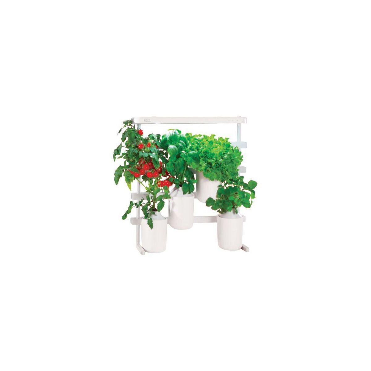 PrÃªt Ã  pousser Recharge jardin d'intérieur Mini tomates