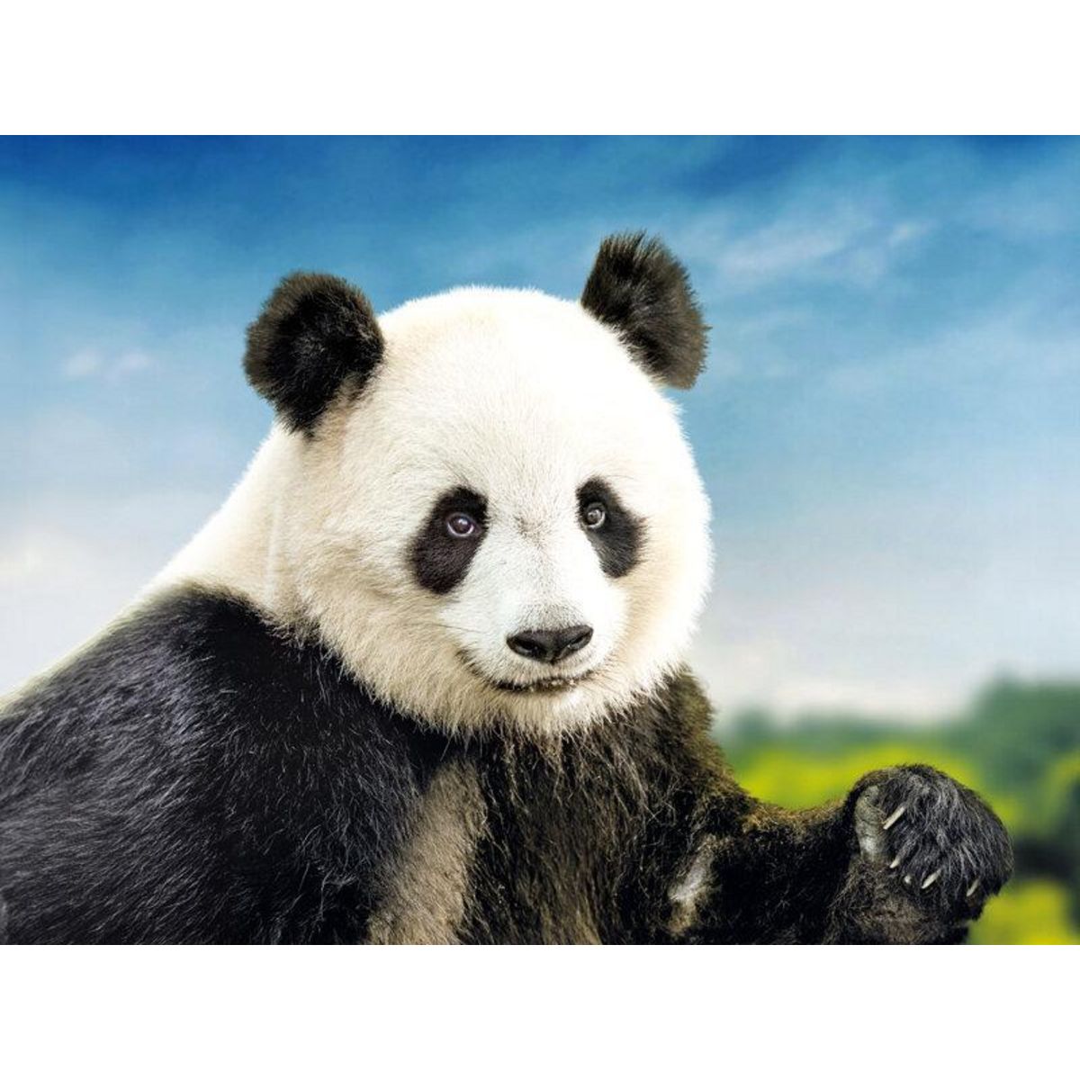 Smartbox Une journée au ZooParc de Beauval en 2025 pour 2 personnes - Coffret Cadeau Multi-thèmes